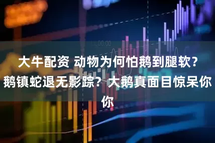 大牛配资 动物为何怕鹅到腿软？鹅镇蛇退无影踪？大鹅真面目惊呆你