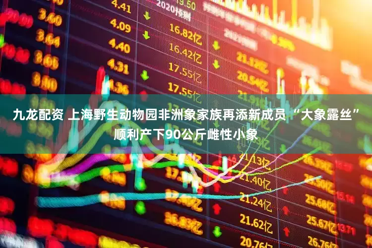 九龙配资 上海野生动物园非洲象家族再添新成员 “大象露丝”顺利产下90公斤雌性小象